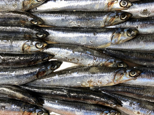 What Are Omega-3s and Why Are They So Important?